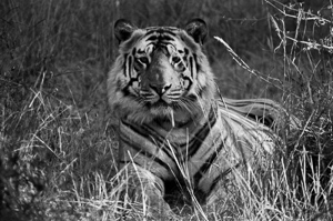 In Predatory Light 4