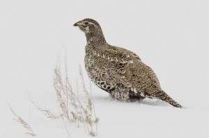 sage hen