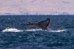 In Sri Lanka, Efforts to Save Earth's Largest Animal In Sri Lanka, Efforts to Save Earth's Largest Animal