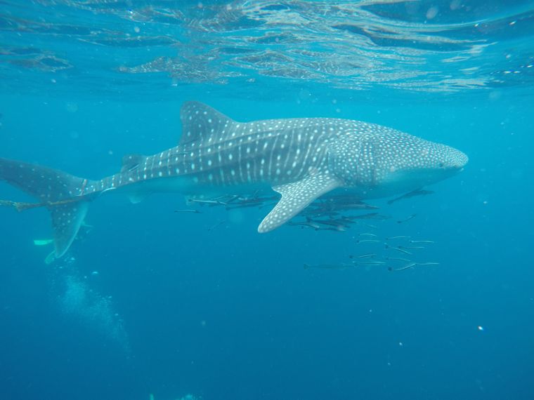 rescuing a whale shark in koh tao thailand whale shark size